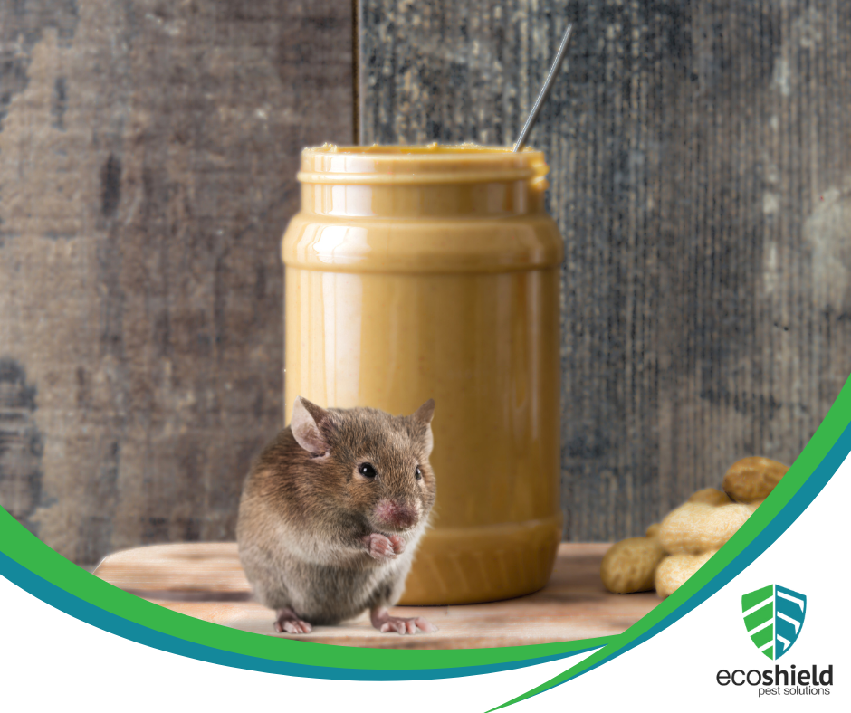 Can I Eliminate Mice with Peanut Butter?